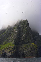 Northern gannet (Morus bassanus) colony with low clouds over cliff top, St Kilda, Scotland, May 2009