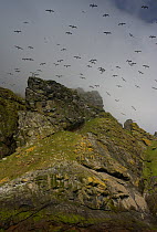 Northern gannets (Morus bassanus) in flight over cliffs, St Kilda, Scotland, May 2009