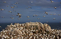 Northern gannet (Morus bassanus) colony, Saltee Islands, Republic of Ireland, June 2009