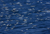 Northern gannets (Morus bassanus) flying low over the sea, North Atlantic, June 2009