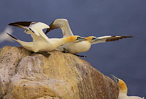 Northern gannets (Morus bassanus) on rock squabbling, Saltee Islands, Republic of Ireland, June 2009