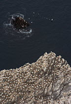Northern gannet (Morus bassanus) colony on cliff, Hermaness, Shetland Isles, Scotland, July 2009