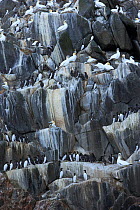 Northern gannets (Morus bassanus) and Common guillemots (Uria aalge) on rock face, The Flannans, Outer Hebrides, Scotland, July 2009
