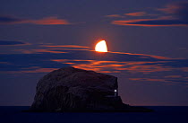 Northern gannet (Morus bassanus) colony, Bass Rock with the moon rising, Firth of Forth, Scotland, August 2009