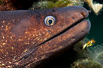 Moray eel (Muraena helena) looking out from a hole in the artificial reef, Larvotto Marine Reserve, Monaco, Mediterranean Sea, July 2009