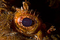 Scorpionfish (Scorpaena porcus) close-up of eye, Larvotto Marine Reserve, Monaco, Mediterranean Sea, July 2009