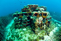 Artificial reef submerged in between Neptune grass (Posidonia oceanica) on the seabed, Larvotto Marine Reserve, Monaco, Mediterranean Sea, July 2009