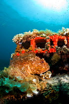 Scorpionfish (Scorpaena porcus) lying on the artificial reef, Larvotto Marine Reserve, Monaco, Mediterranean Sea, July 2009