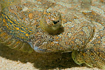Wide-eyed flounder (Bothus podas) close-up of head, Marine Reserve, Monaco, Mediterranean Sea, July 2009