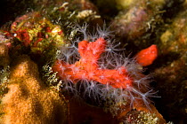 Red coral (Corallium rubrum) with open polyps, Larvotto Marine Reserve, Monaco, Mediterranean Sea, July 2009, vulnerable species