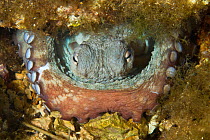 Common octopus (Octopus vulgaris) in hole, Larvotto Marine Reserve, Monaco, Mediterranean Sea, July 2009