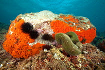 Rock covered with Encrusting sponge (Spirastrella cunctatrix) and Sea urchin (Arbacia lixula) and Green ball (Codium bursa) Larvotto Marine Reserve, Monaco, Mediterranean Sea, July 2009