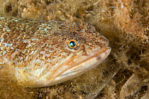 Greater weeverfish (Trachinus draco) portrait, Larvotto Marine Reserve, Monaco, Mediterranean Sea, July 2009