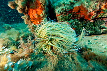 Sea anemone (Anemonia sulcata) Larvotto Marine Reserve, Monaco, Mediterranean Sea, July 2009