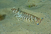 Caramote prawn (Penaeus kerathurus) Larvotto Marine Reserve, Monaco, Mediterranean Sea, July 2009