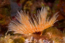 Tube worm (Protula tubularia) Larvotto Marine Reserve, Monaco, Mediterranean Sea, July 2009