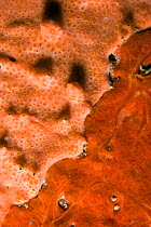 Close-up of rock covered with encrusting sponge (Spirastrella cunctatrix) and (Phorbas tenacior) Larvotto Marine Reserve, Monaco, Mediterranean Sea, July 2009