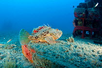 Red scorpionfish (Scorpaena scrofa) lying on the artificial reef, Larvotto Marine Reserve, Monaco, Mediterranean Sea, July 2009
