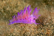 Nudibranch (Flabellina affinis) Larvotto Marine Reserve, Monaco, Mediterranean Sea, July 2009