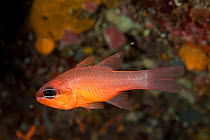 Cardinalfish (Apogon imberbis) Larvotto Marine Reserve, Monaco, Mediterranean Sea, July 2009