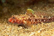 Red mouthed goby (Gobius cruentatus) on seabed, Larvotto Marine Reserve, Monaco, Mediterranean Sea, July 2009