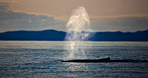 Humpback whale (Megaptera novaengliae) blowing, Disko Bay, Greenland, August 2009