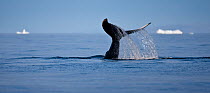 Tail fluke of a diving Humpback whale (Megaptera novaeangliae) Disko Bay, Greenland, August 2009