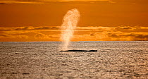 Humpback whale (Megaptera novaeangliae) blowing at sunset, Disko Bay, Greenland, August 2009