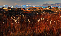 Cotton grass (Eriophorum sp) near coastal settlement, Saqqaq, Greenland, August 2009