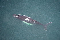 Aerial view of Humpback whale (Megaptera novaeangliae) at surface, Skjalfandi Bay, Northern Iceland, July 2009