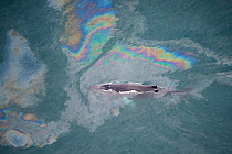 Aerial view of Humpback whale (Megaptera novaeangliae) swimming through oil slick, Skjalfandi Bay, Northern Iceland, July 2009