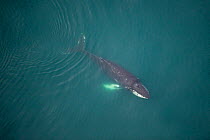 Aerial view of Humpback whale (Megaptera novaeangliae) swimming just below the surface, Skjalfandi Bay, Northern Iceland, July 2009