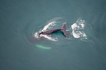 Aerial view of Humpback whale (Megaptera novaeangliae) fluking, Skjalfandi Bay, Northern Iceland, July 2009