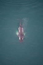 Aerial view of Humpback whale (Megaptera novaeangliae) surfacing, Skjalfandi Bay, Northern Iceland, July 2009