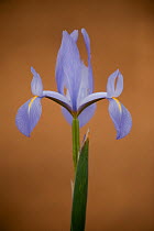Iris (Iris sp) in flower, Doana National & Natural Park, Huelva Province, Andalusia, Spain, May 2009