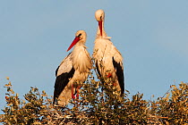 White stork (Ciconia ciconia) pair on nest, wetland reserve, Doana National & Natural Park, Huelva Province, Andalusia, Spain, May 2009