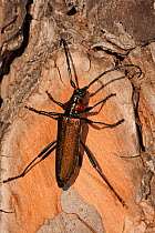 Longhorn beetle (Agapanthia ? sp) on wood, Doana National & Natural Park, Huelva Province, Andalusia, Spain, May 2009