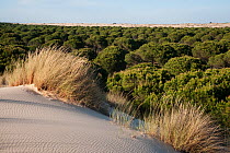 Sand dunes encroaching on Pine trees (Pinus sp) with Marram grass (Ammophila arenaria) growing n dunes, Doana National & Natural Park, Huelva Province, Andalusia, Spain, May 2009