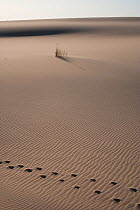 Red deer (Cervus elaphus) tracks and Marram Grass (Ammophila arenaria) in sand dunes, Doñana National & Natural Park, Huelva Province, Andalusia, Spain, May 2009