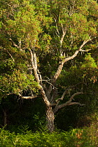 Cork oak tree (Quercus suber) Doñana National & Natural Park, Huelva Province, Andalusia, Spain, May 2009
