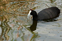 Red-knobbed / Crested coot (Fulica cristata) on water, Captive, Cañada de los Pájaros Reserve where they have a breeding program, Huelva Province, Andalusia, Spain, May 2009