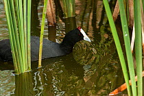 Red-knobbed / Crested coot (Fulica cristata) captive, Cañada de los Pájaros Reserve where they have a breeding program, Huelva Province, Andalusia, Spain, May 2009