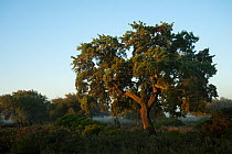 Cork trees (Quercus suber) and Wild olive (Olea europaea var, sylvestris) with a rich abundance of natural underbush made up of Mastic (Pistacia lentiscus) Fillirea (Phyllirea angustifolia) Strawberry...