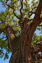 Cork oak tree (Quercus suber) Doana National & Natural Park, Huelva Province, Andalusia, Spain, May 2009