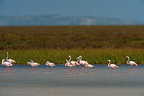 Greater flamingos (Phoenicopterus ruber) in lagoon, Doana National & Natural Park, Huelva Province, Andalusia, Spain, May 2009