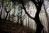 Woodland with sun shining through mist, Montado do Barreiro Natural Park, Madeira, March 2009