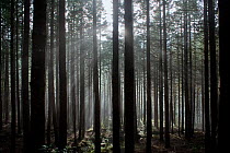 Pine forest with rays of light shining through trees, Montado do Barreiro Natural Park, Madeira, March 2009