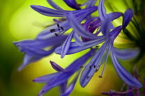 African Lily (Agapanthus orientalis) Madeira, March 2009