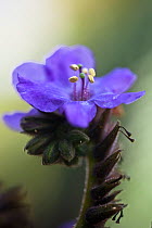 Spiderwort (Tradescantia sp) in flower, Madeira, March 2009