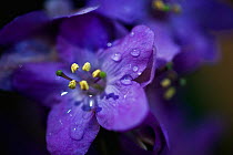 Spiderwort (Tradescantia) flower with water droplets on petals, Madeira, March 2009
